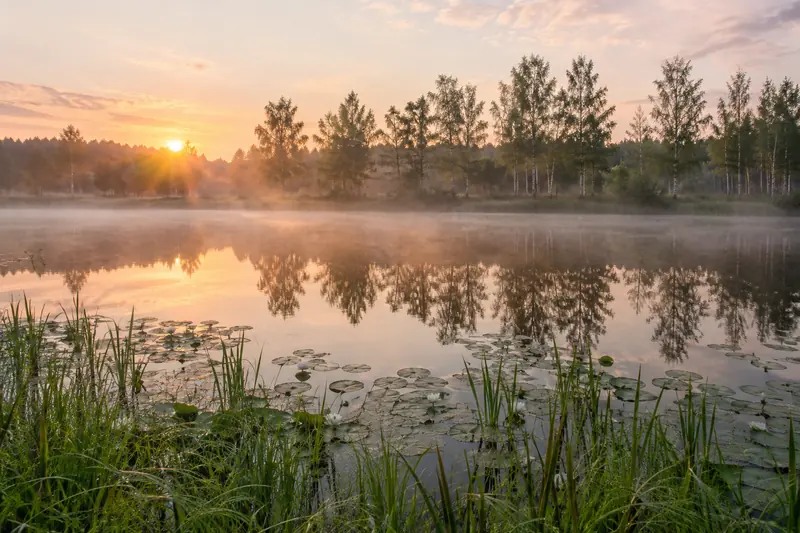 Morgennebel über einem stillen Waldteich mit Seerosen bei Sonnenaufgang