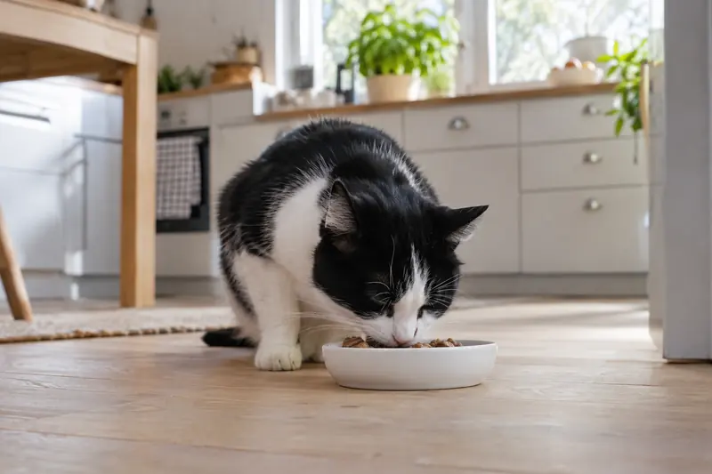 Ältere schwarz-weiße Katze frisst aus einem flachen Keramiknapf in der Küche