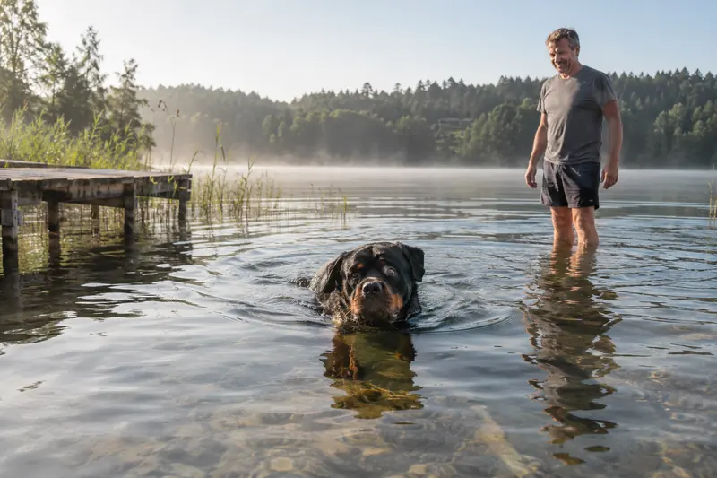 Rottweiler schwimmt im See neben einem Holzsteg, sein Halter steht im Wasser