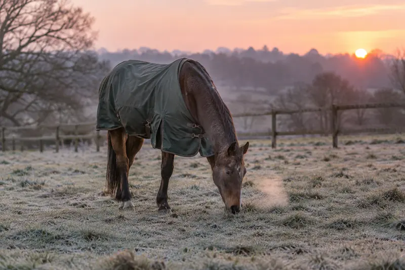 Altes Pferd mit Winterdecke grast auf einer frostigen Koppel
